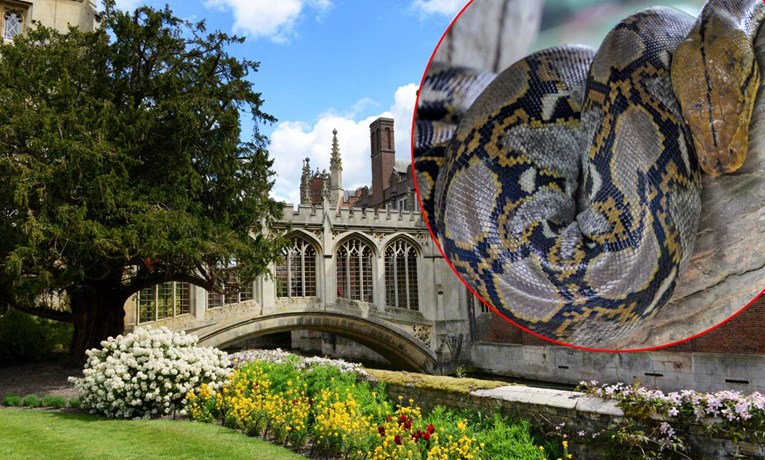 U Cambridgeu pobjegla ogromna zmija, može pojesti čovjeka. Pokrenuta potraga